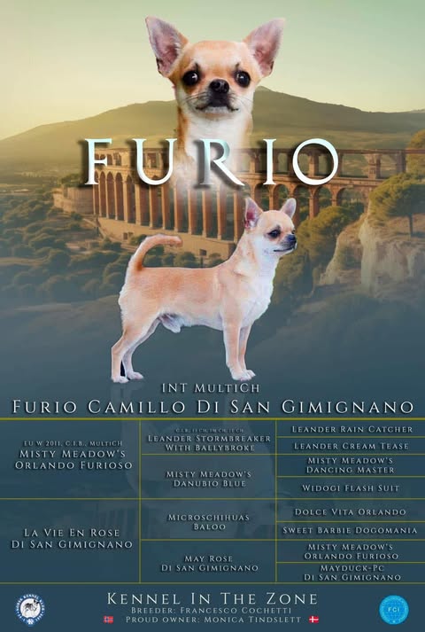 Championplakat for Furio Camillo Di San Gimignano