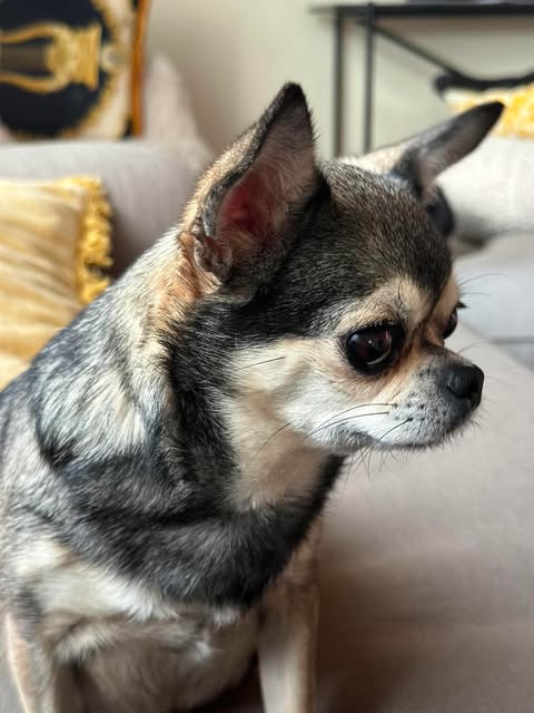 Korthåret chihuahua i profil på en lys sofa