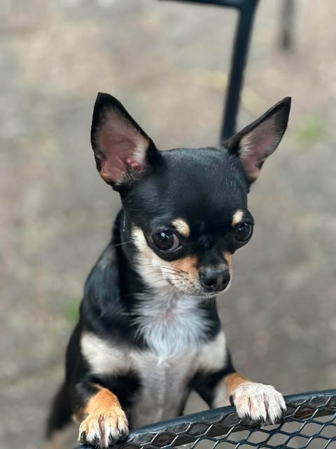 Korthåret chihuahua som ser nysgjerrig opp